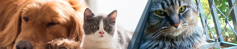 Redes de proteção para cães em Curitiba